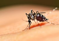 mosquito-da-dengue_2016