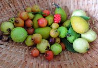 goiabas_frutas do sudeste